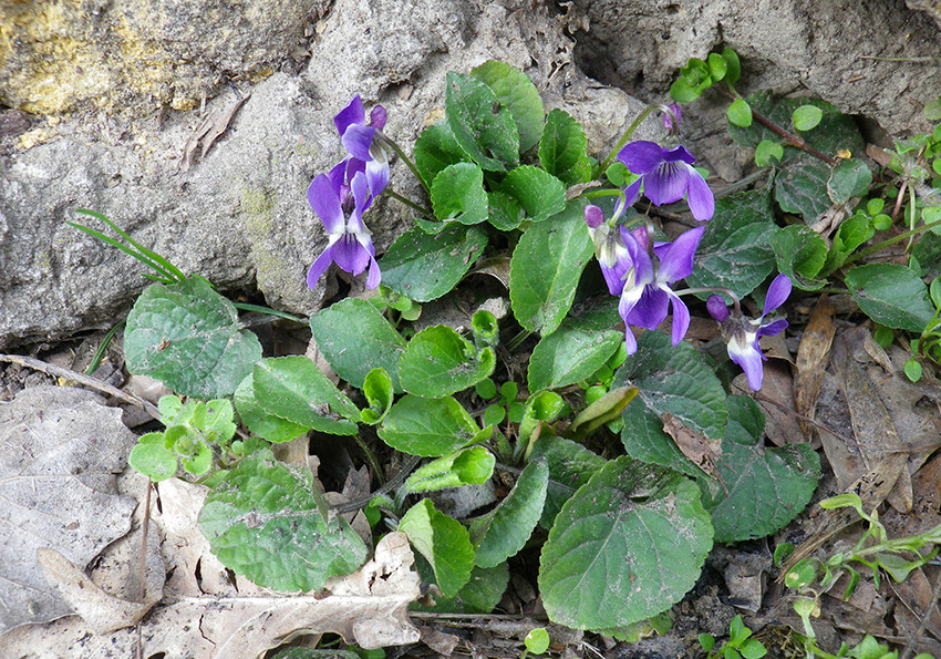  запашна (Viola odorata L.).